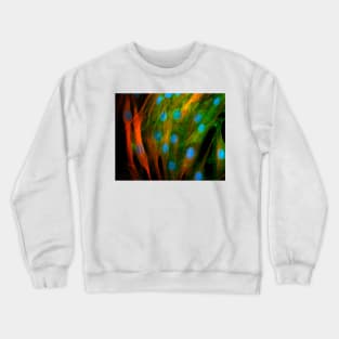 Adipose stem cells, light micrograph (C010/3069) Crewneck Sweatshirt